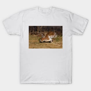 Snowshoe Hare running through the meadow in spring T-Shirt